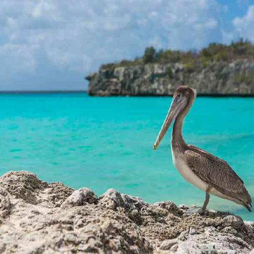 Relax at Daaibooi Beach after exploring dramatic coastal sights like Boka Patrick. Relax at Daaibooi Beach after exploring dramatic coastal sights like Boka Patrick.