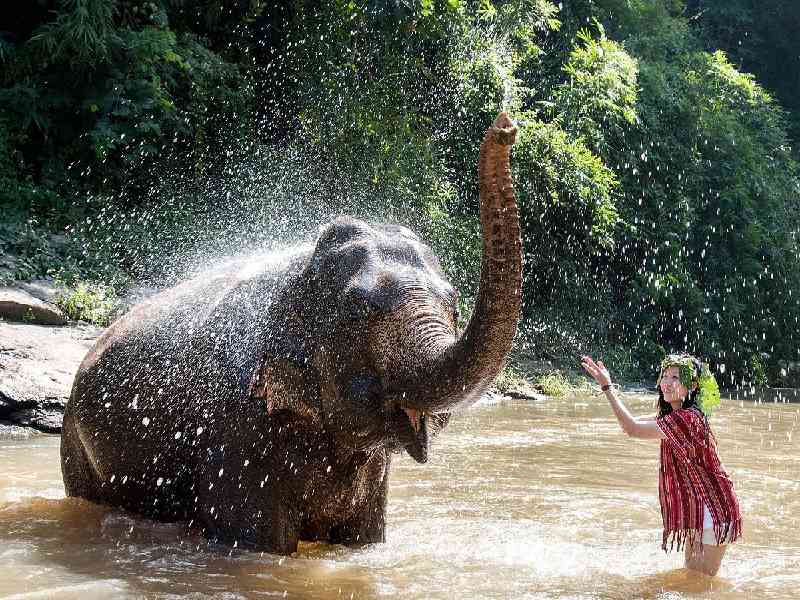 Meet and interact with elephants in Chiang Mai.