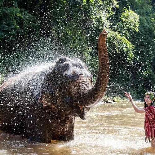 Meet and interact with elephants in Chiang Mai. Meet and interact with elephants in Chiang Mai.