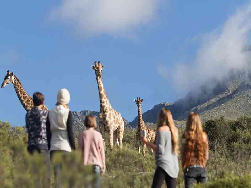 Walk with giraffes on a guided bush trail