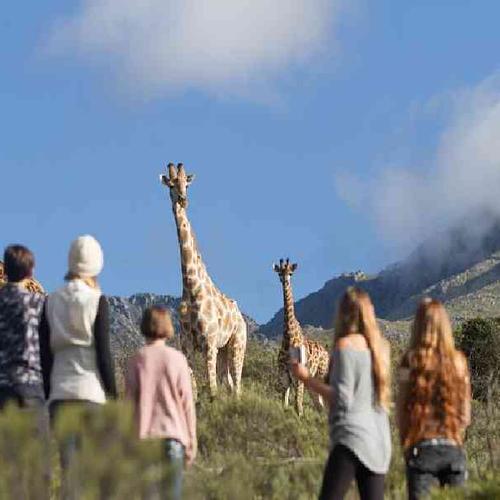 Walk with giraffes on a guided bush trail Walk with giraffes on a guided bush trail