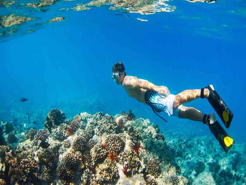 Cruise along crystal-clear Caribbean waters aboard a luxury catamaran with snorkeling, marine encounters, and stunning coastal scenery.