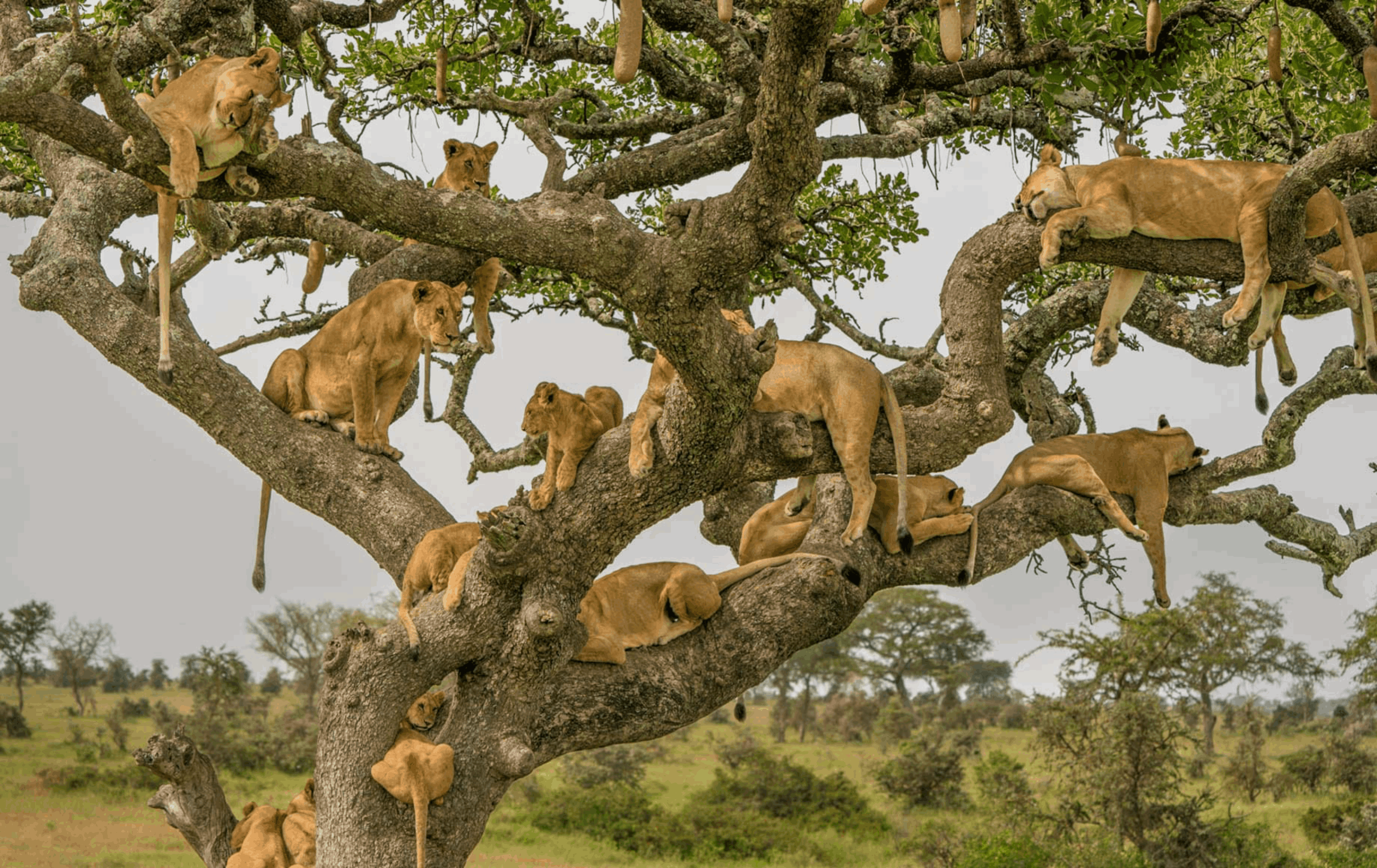 Tanzania: Kili to Crater