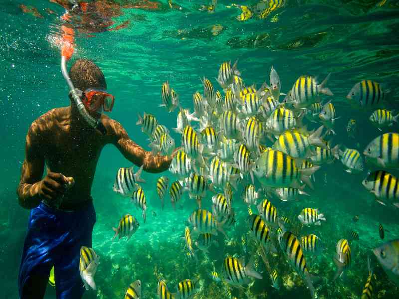 Snorkel among coral reefs and tropical fish