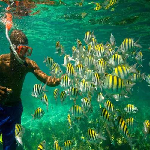 Snorkel among coral reefs and tropical fish Snorkel among coral reefs and tropical fish