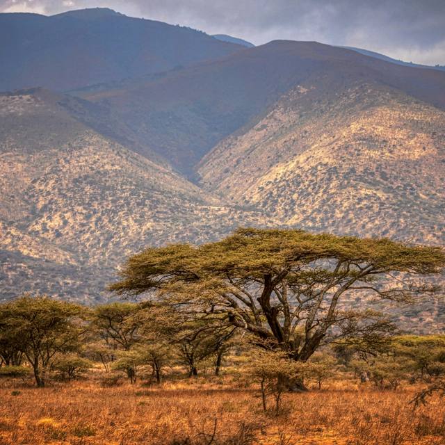 Tanzania & Kenya: The Ultimate Safari Adventure Tanzania & Kenya: The Ultimate Safari Adventure