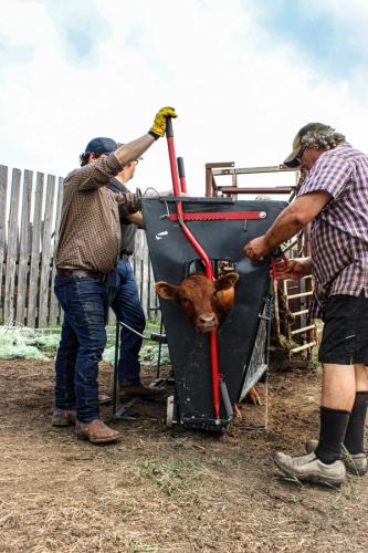 Farm Cattle Branding 