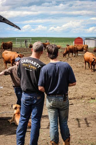 2 friends and cows