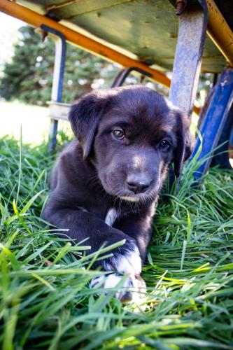 Lab Puppy 