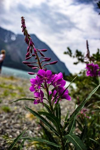 Flowers by lake 