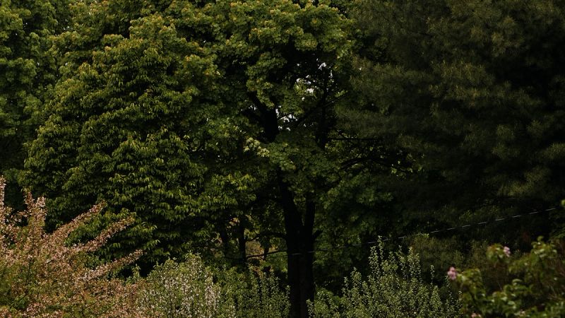 Dense green trees and flowering shrubs in a wooded garden