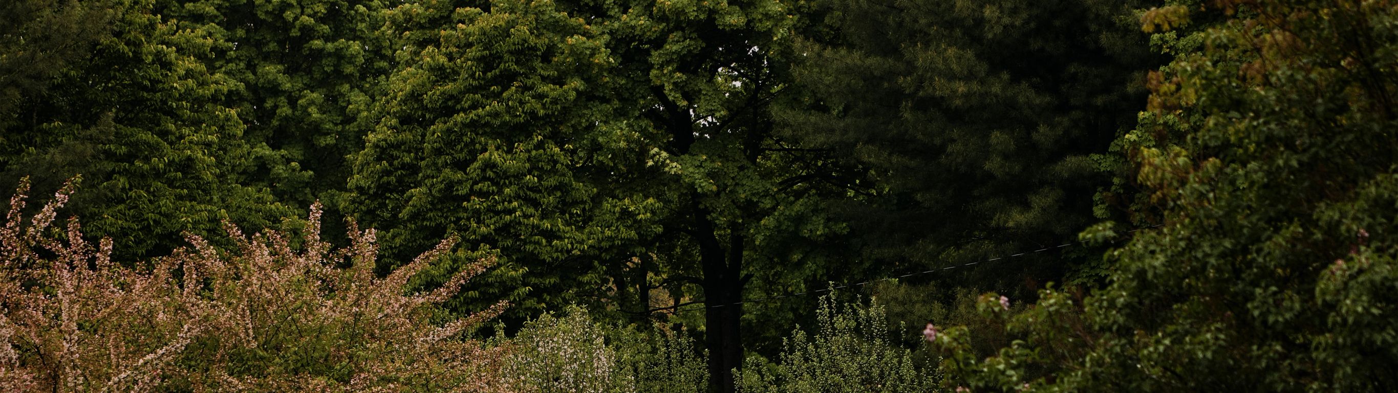 Dense green trees and flowering shrubs in a wooded garden