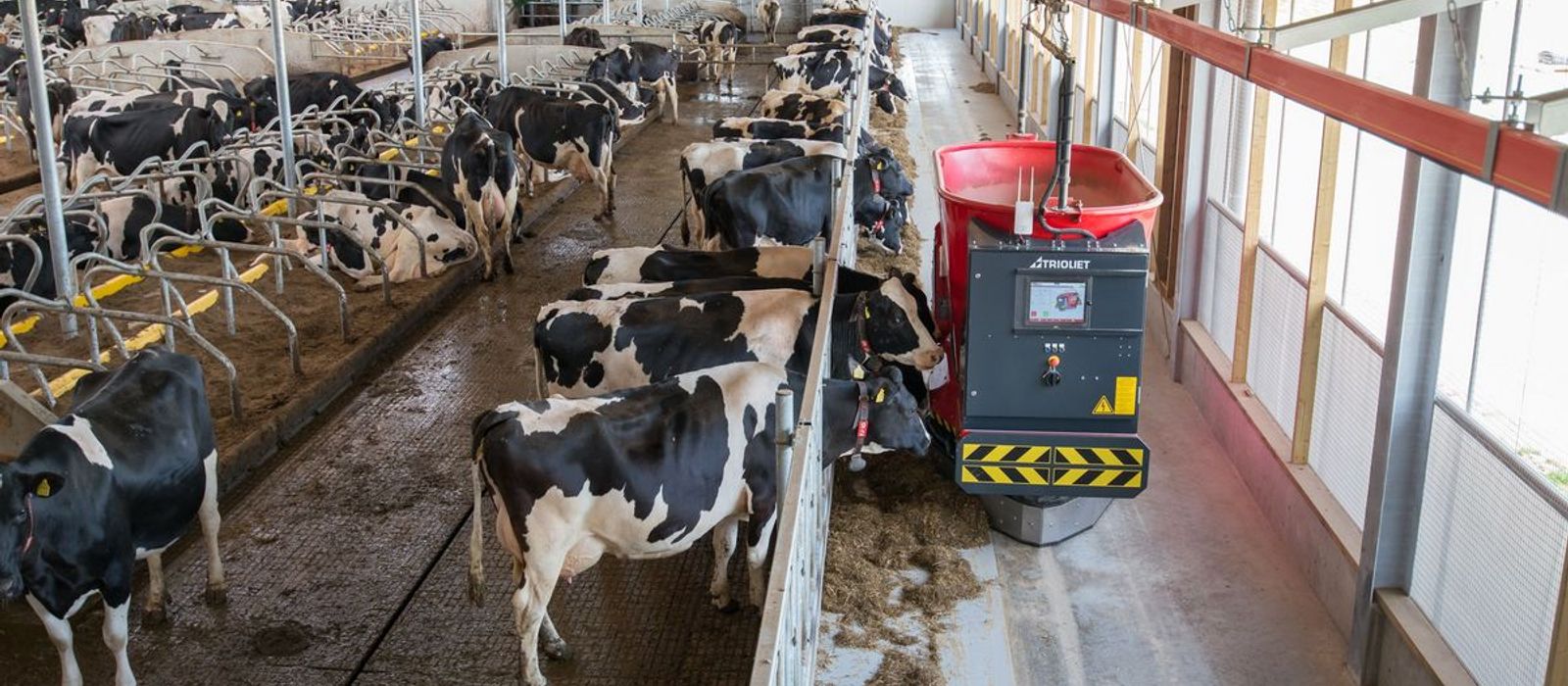 automated feeding system in a modern dairy farm improving milk production technology in India 2026