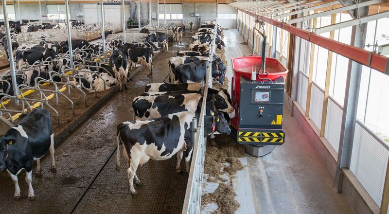 automated feeding system in a modern dairy farm improving milk production technology in India 2026
