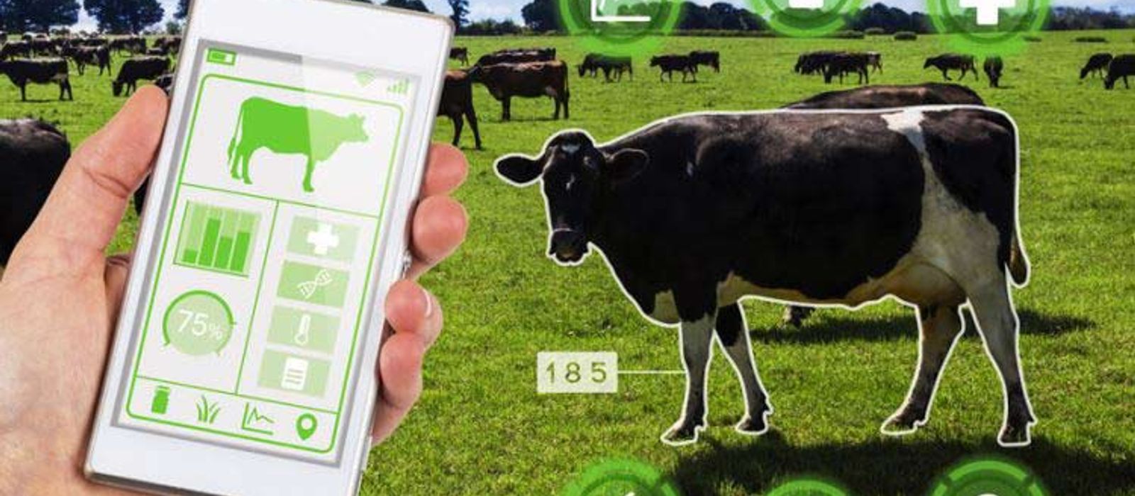 Smart Dairy Farms in India: How Automation Is Boosting Milk Production in 2026