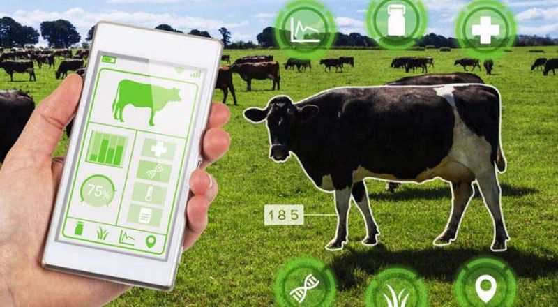 Smart Dairy Farms in India: How Automation Is Boosting Milk Production in 2026