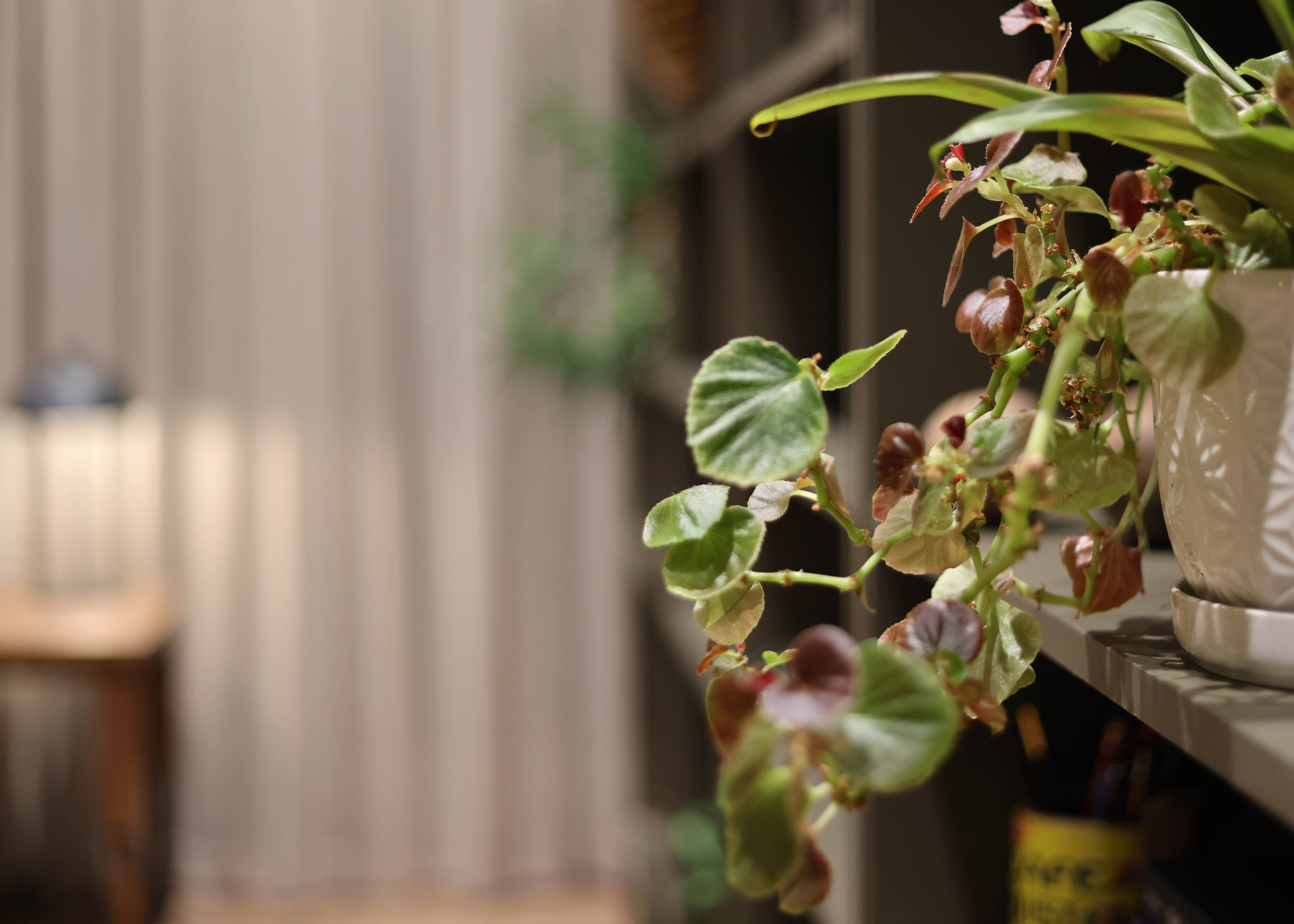 plant on shelf