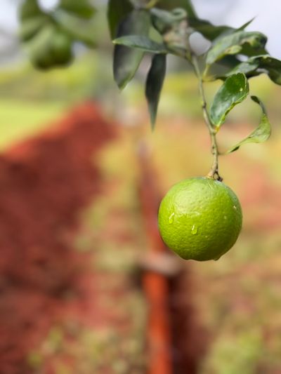 Lime on the tree with the new trench in the background at the Palmwoods property