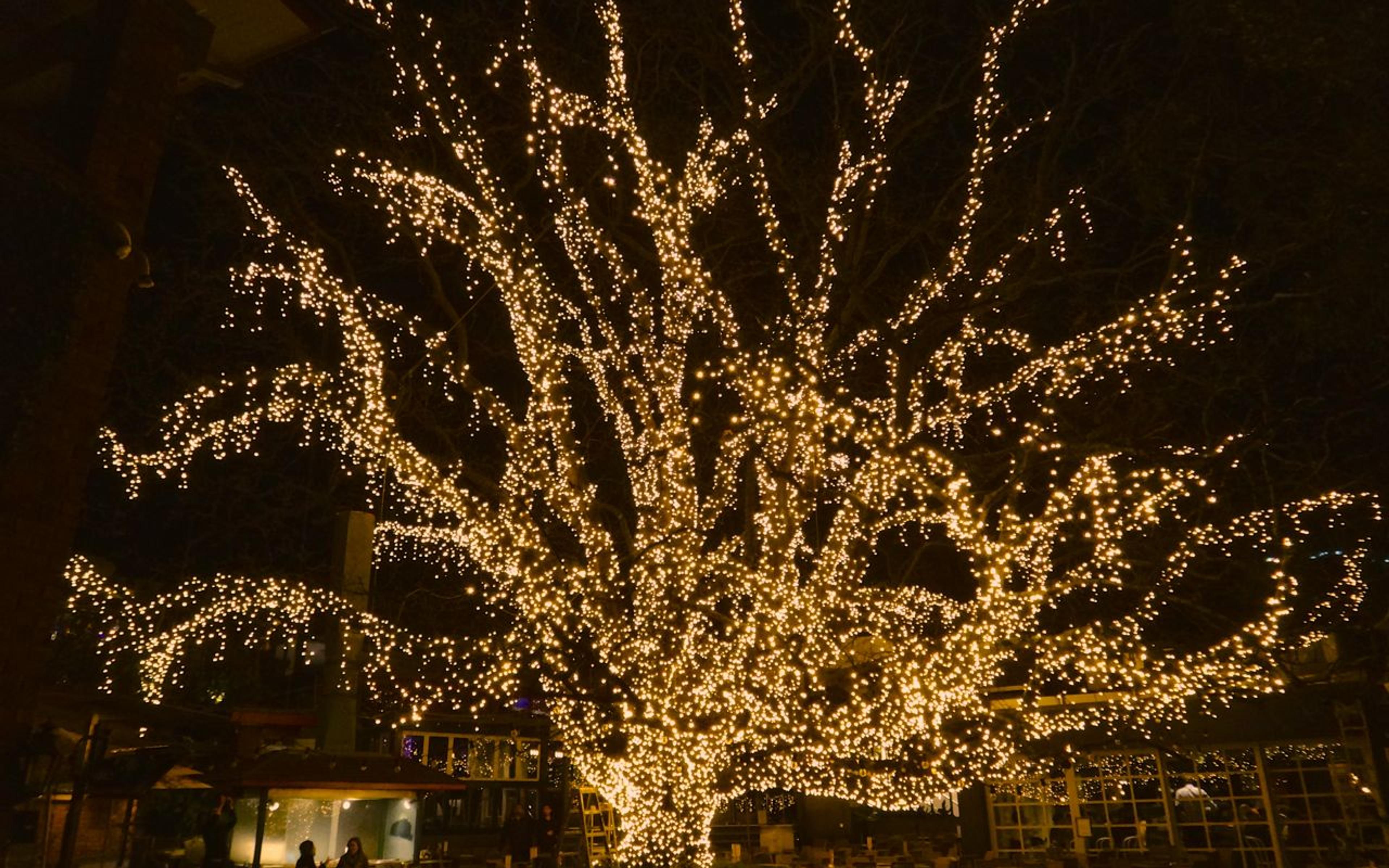 Tree wrapped in warm white fairy lights at night