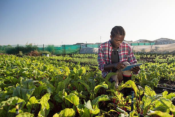 NIGERIAN FARMERS ADOPT LOW-COST TECH IN 2026 TO CUT POST-HARVEST LOSS AND BOOST YIELDS  