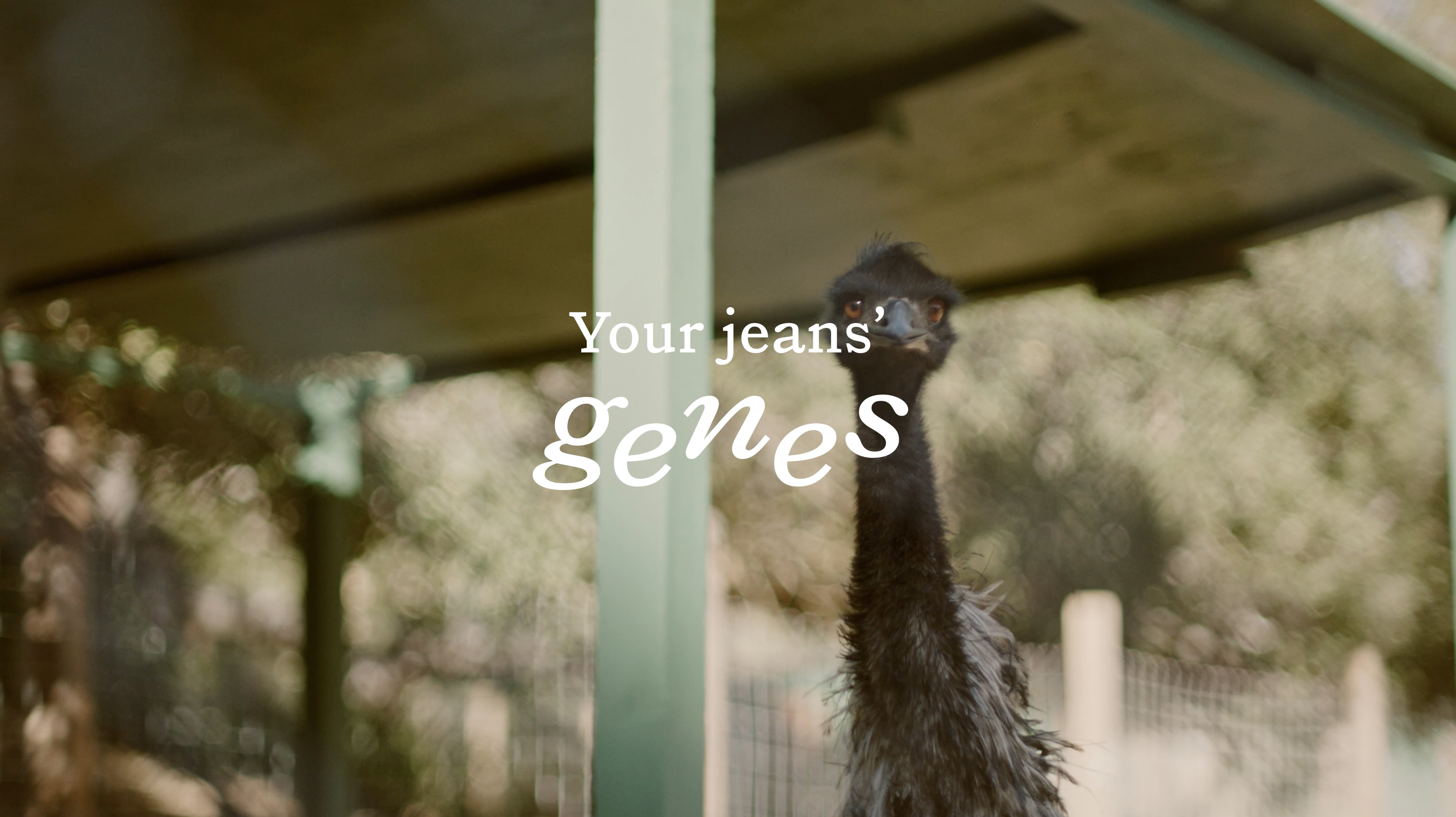 Your Jeans Genes'