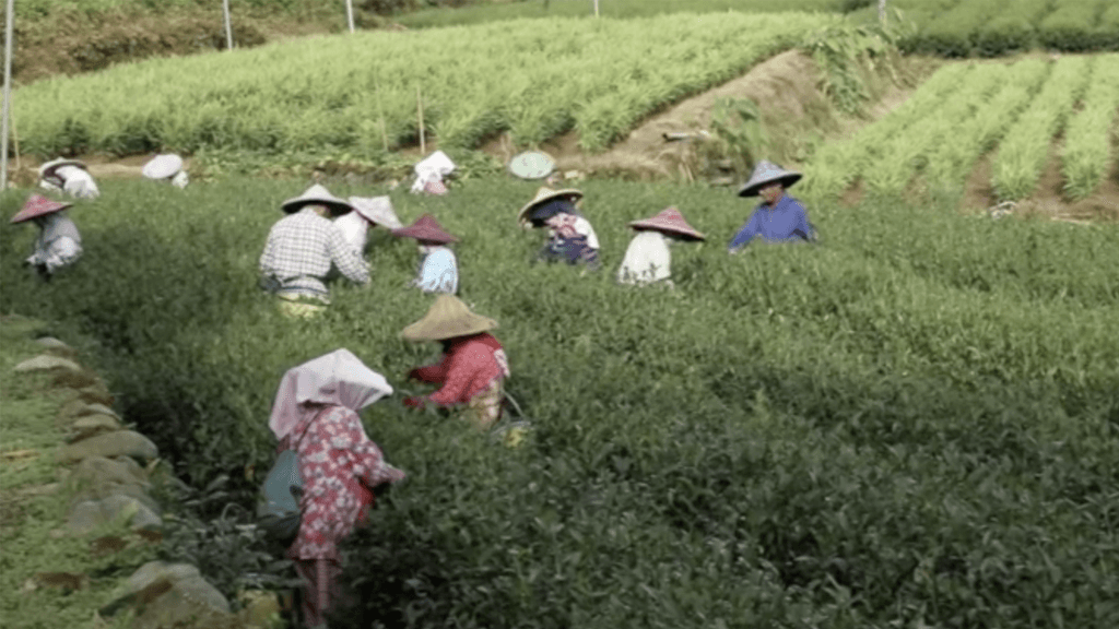 Music Composed for a Tea Documentary