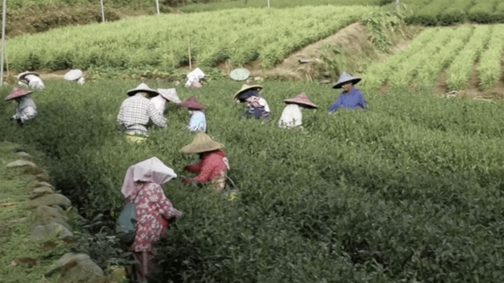 Tea Documentary Original Score