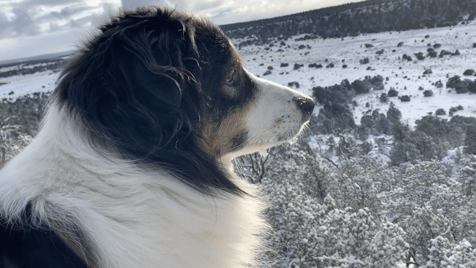 Osa Playing in the Snow