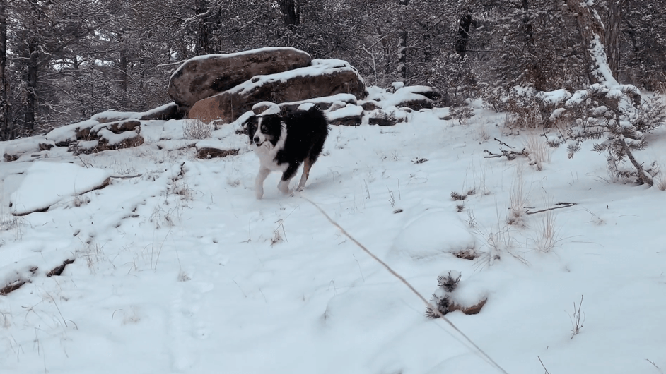 Osa Playing in the Snow