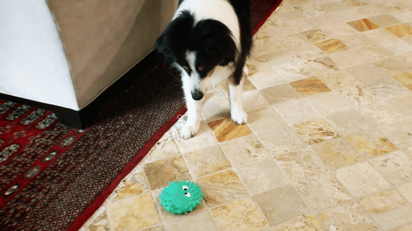 Dog Destroys Toy