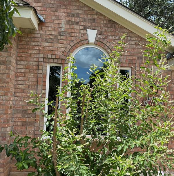 Windows project photo 3 of 5 — Milwood, Austin, TX