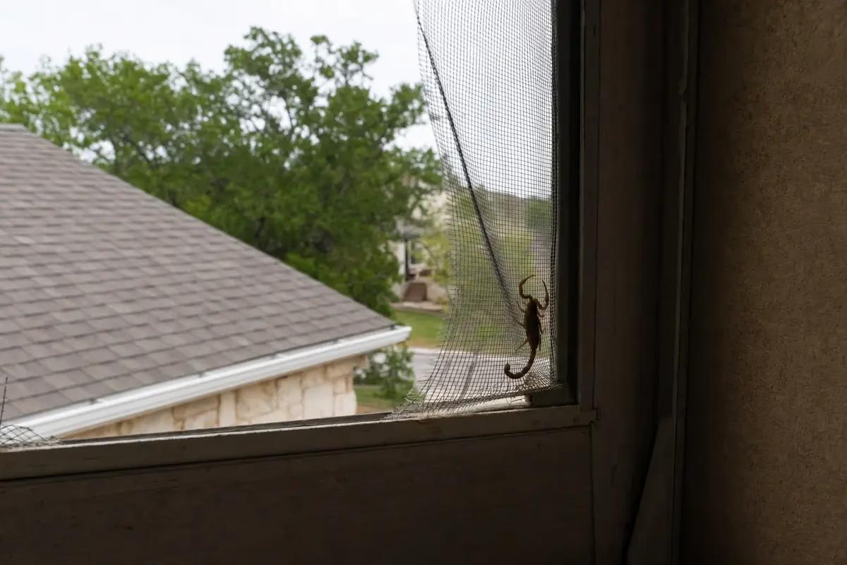 The Screened-Porch Bug That's Sneaking Into Your Georgetown Home Through the Window You Never Check