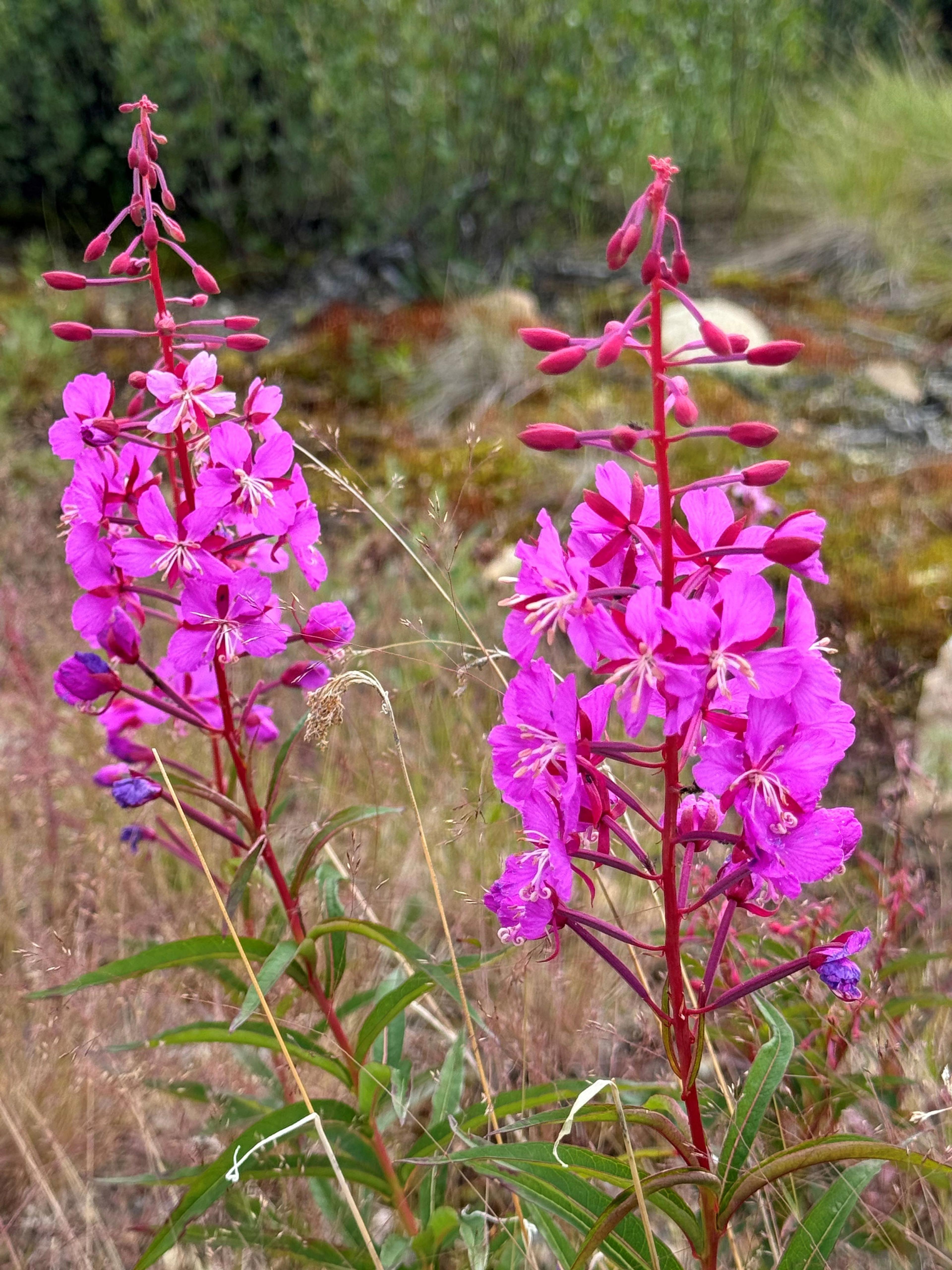 Fireweed