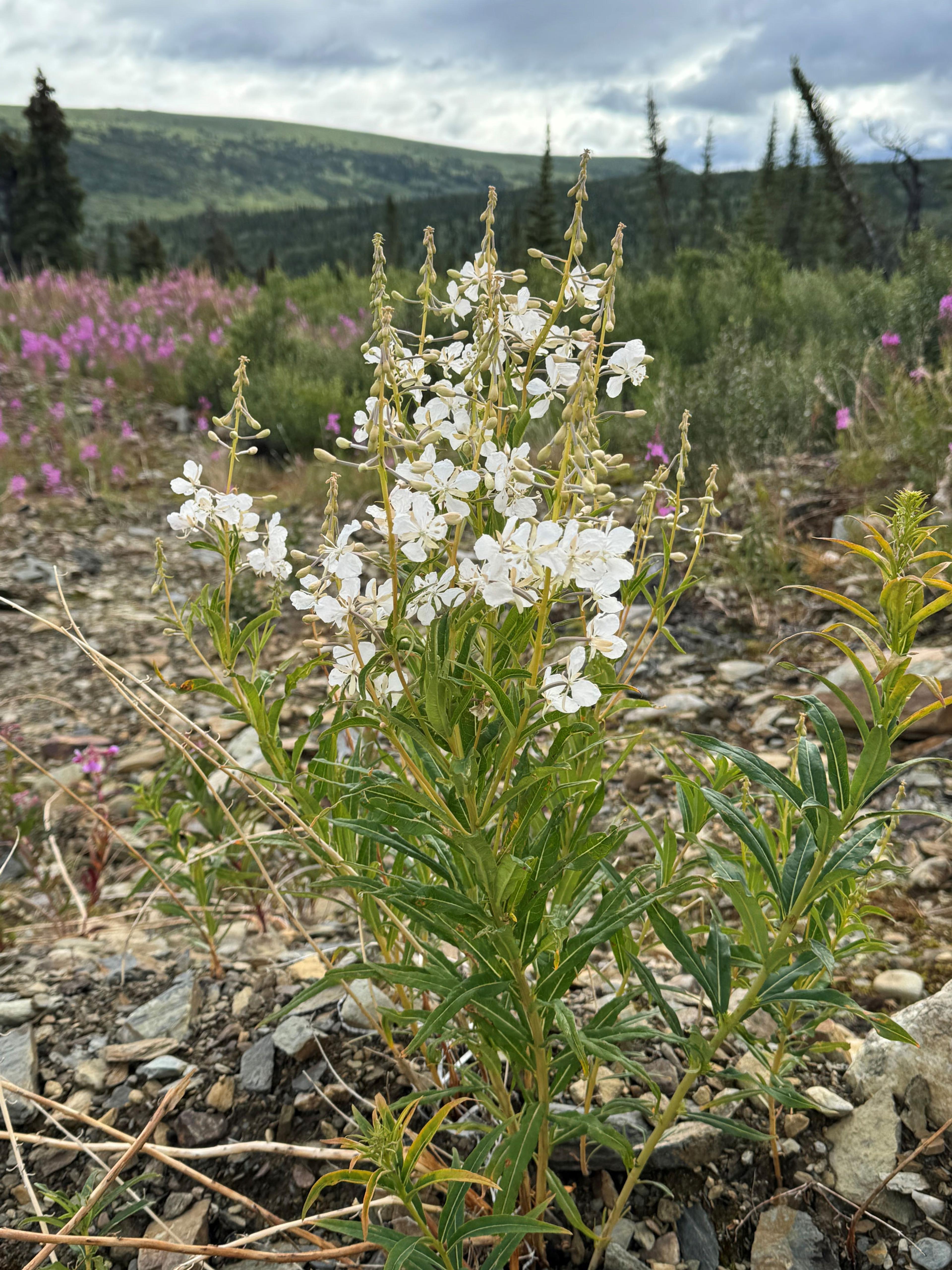 Fireweed White