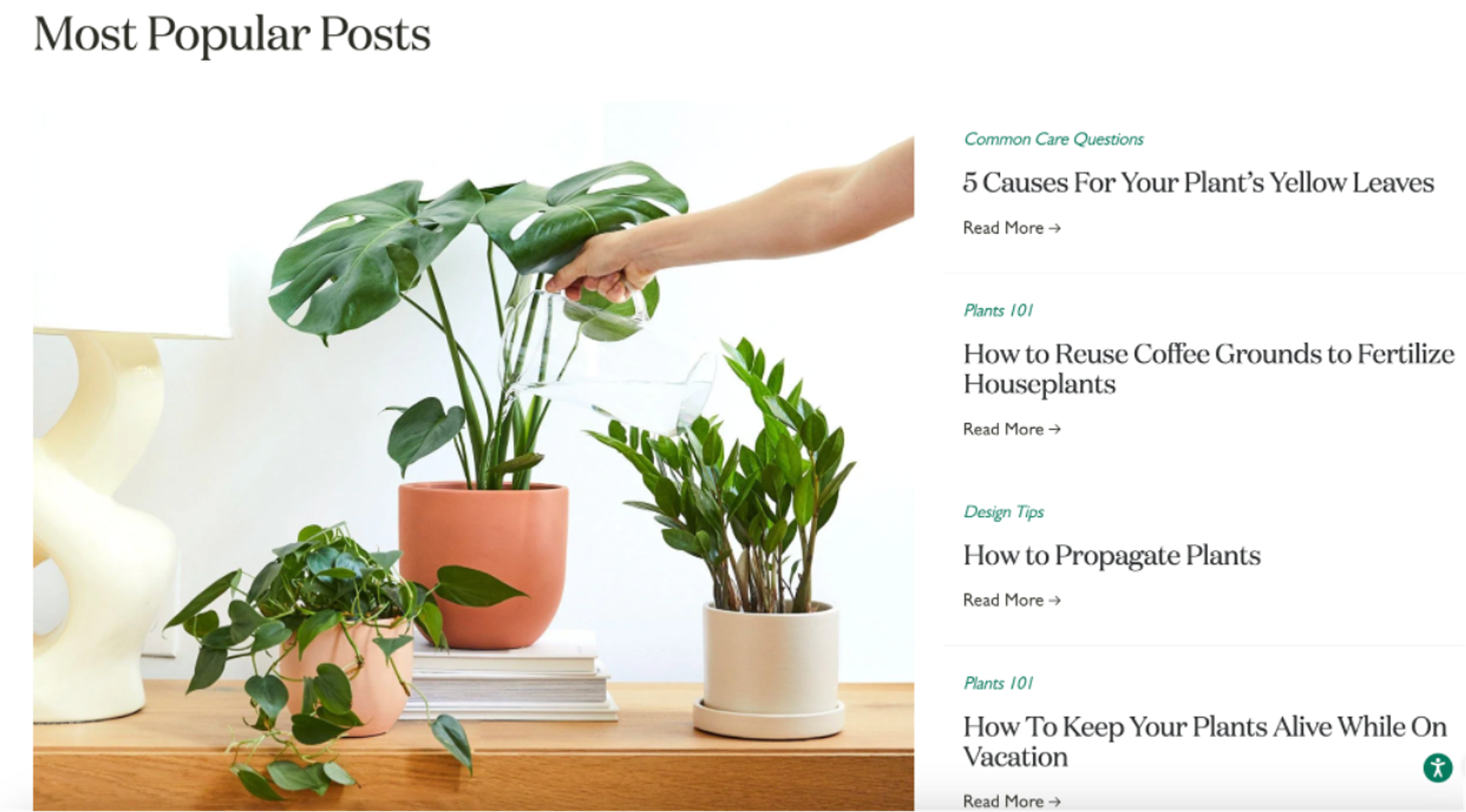 The Sill blog is packed with expert-backed plant care guides, troubleshooting tips, and how-to articles