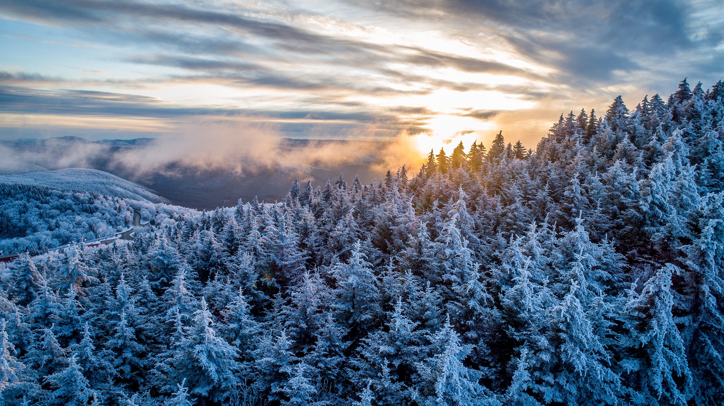 Aerial view of snow-covered trees at sunset