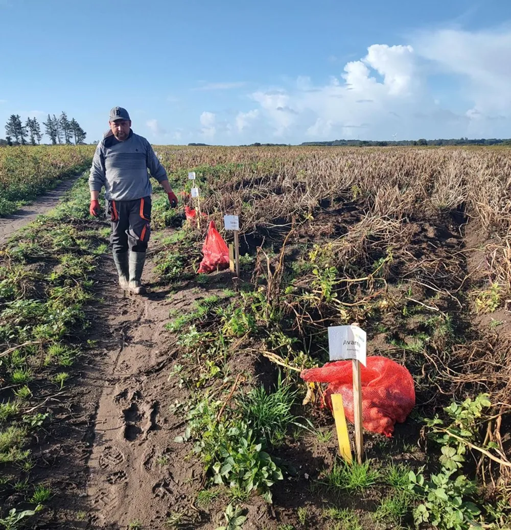 4. prøveopgravning i forsøgssorter er foretaget