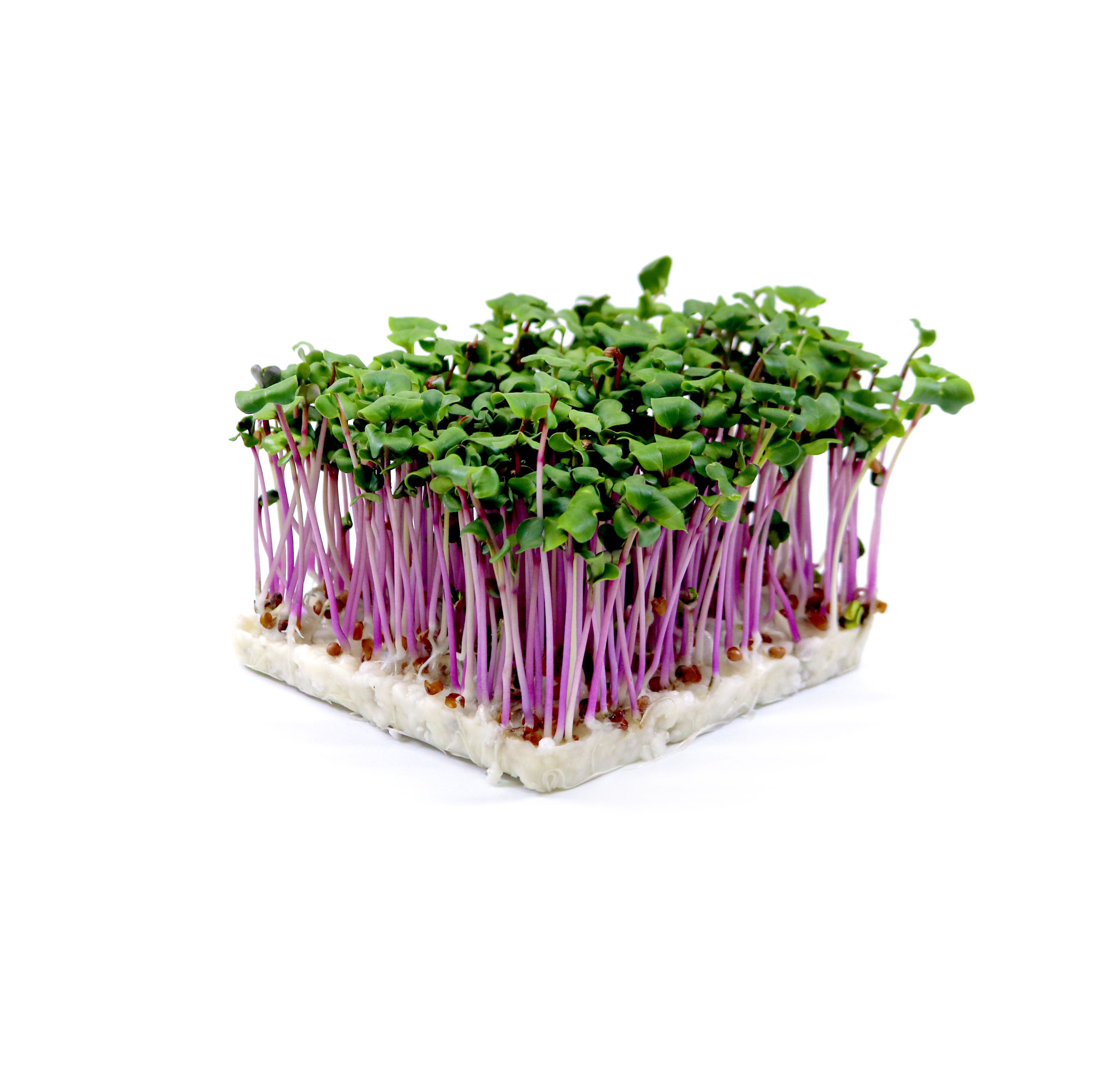 Bio-Radieschen-Pink-Microgreens mit leuchtend pinken Stielen, pikant-dekorativ, Hingucker in der Fine-Dining-Gastronomie