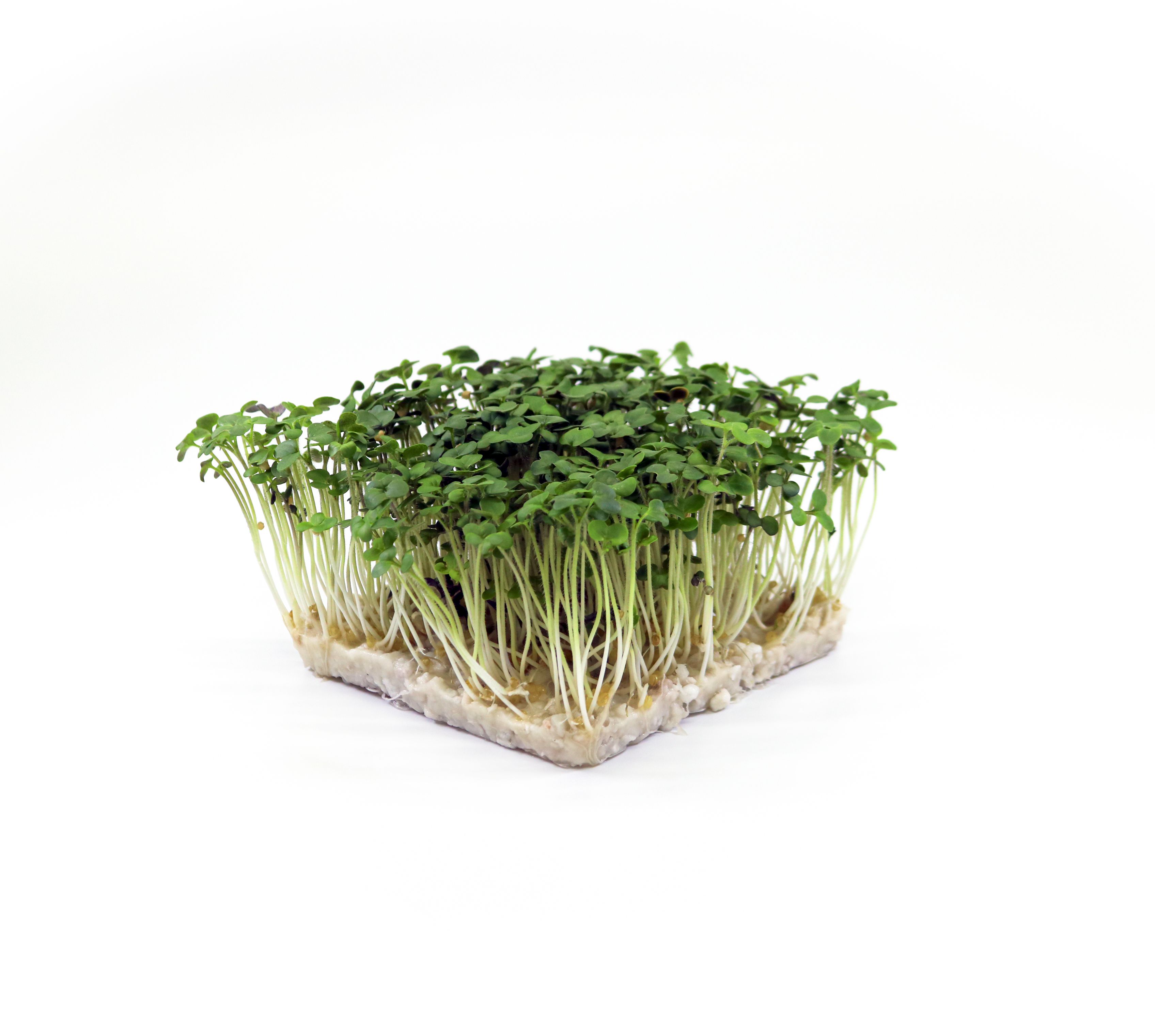 Bio-Senf-Microgreens mit zarten grünen Blättern, wasabi-ähnlich scharf, kräftiger Akzent für Fisch und Asian Fusion