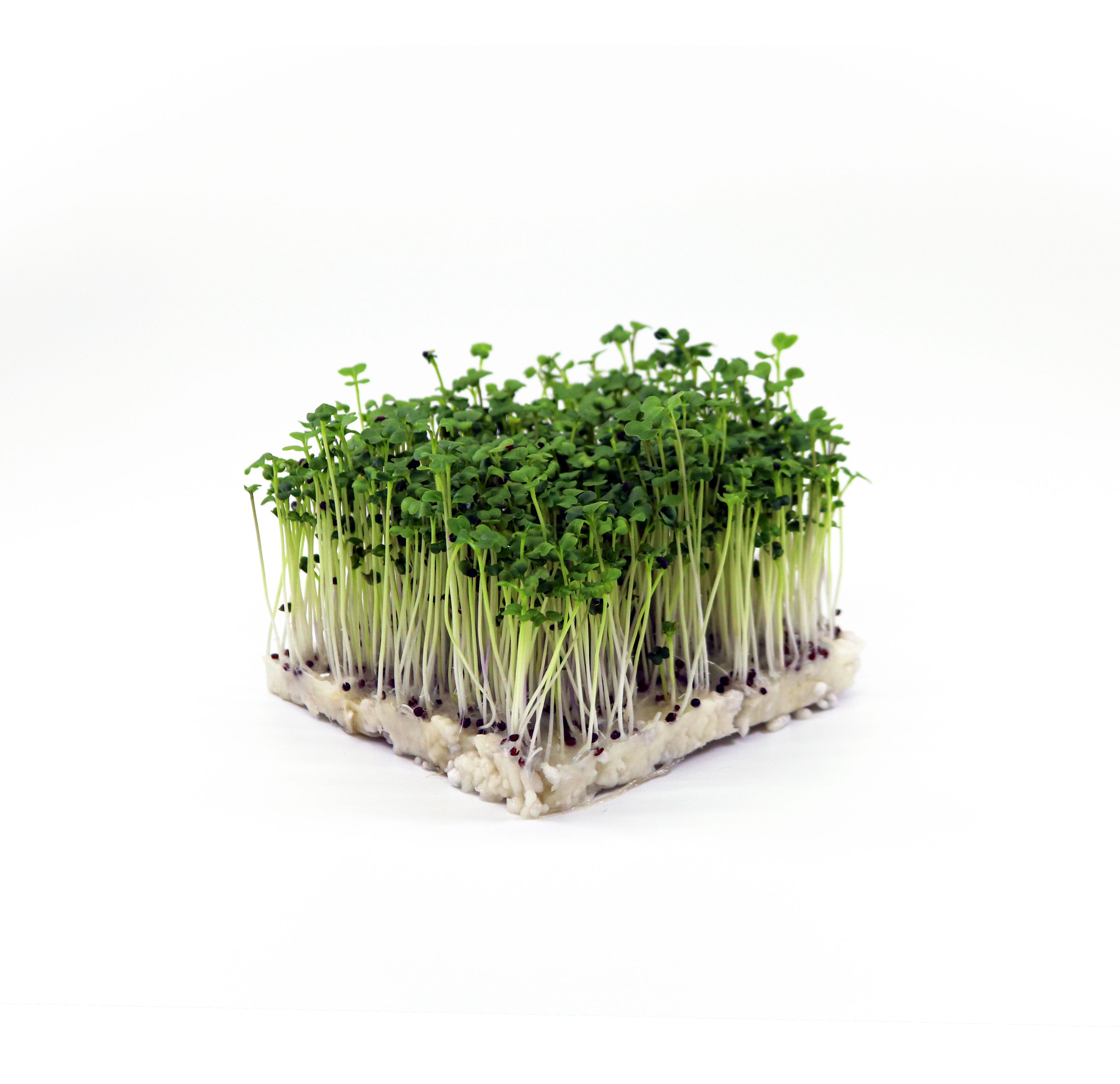 Bio-Brokkoli-Microgreens mit zarten grünen Blättern, reich an Sulforaphan, frisch geerntet in der Steiermark