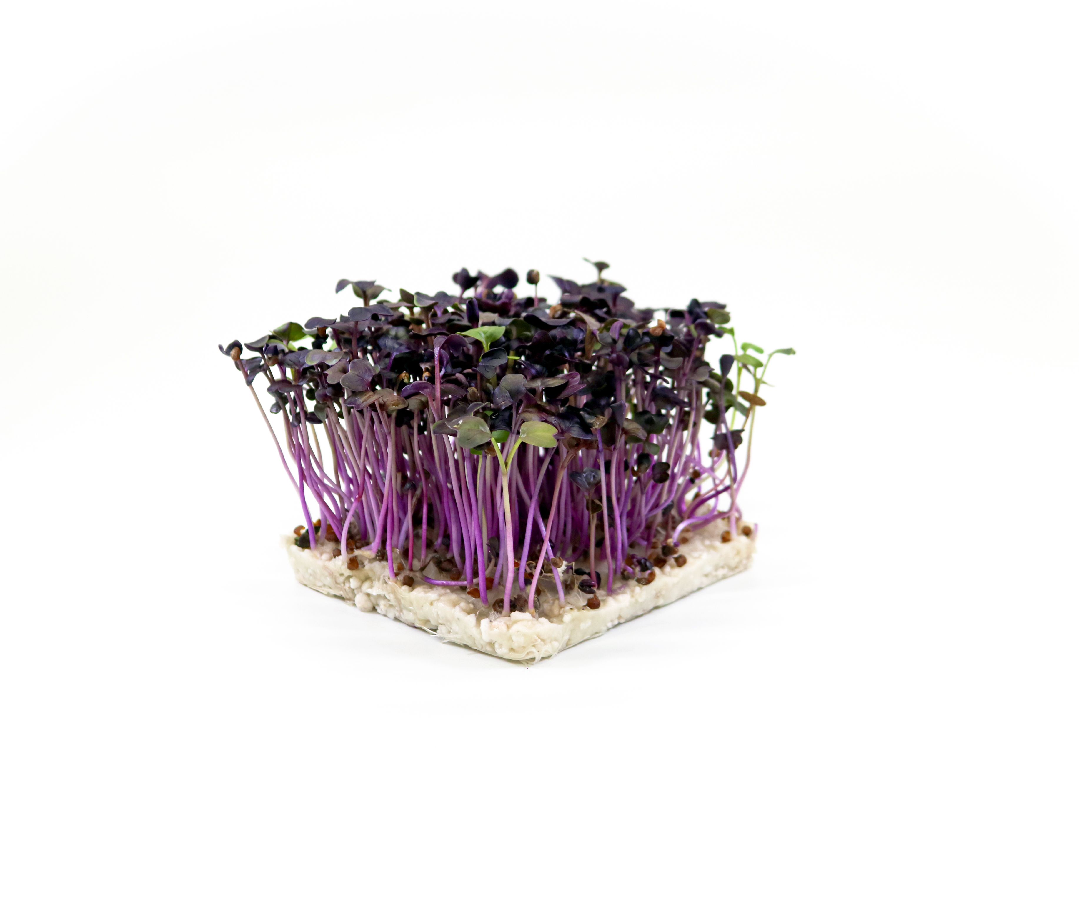 Bio-Radieschen-Vulkano-Microgreens mit tiefroten Stielen, intensiv-feurig scharf, für Wild, Tartar und Käseplatten