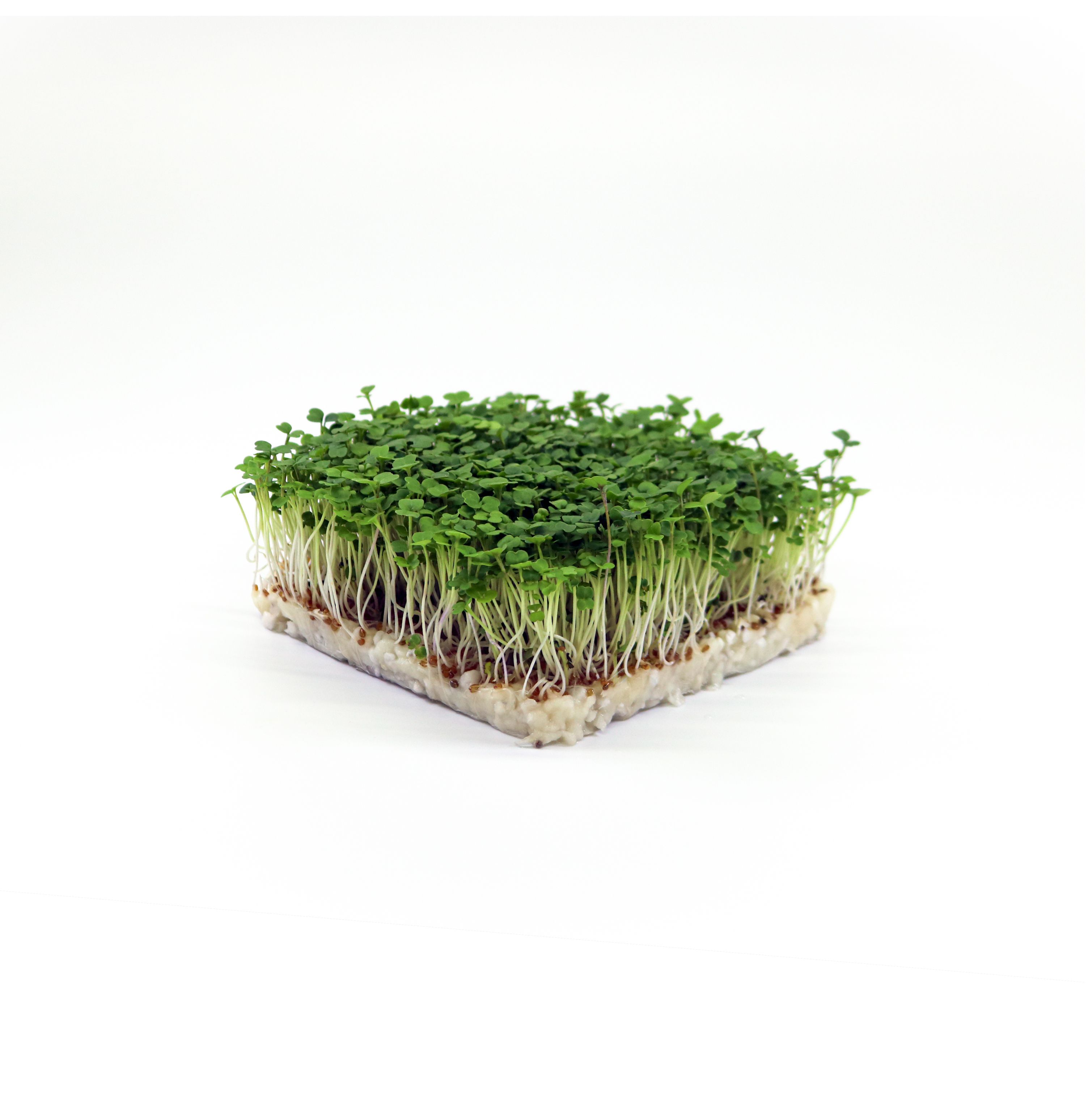 Bio-Rucola-Microgreens mit gezackten grünen Blättern, pfeffrig-nussig, 2,2mg Eisen pro 100g, klassisch für Pasta und Pizza