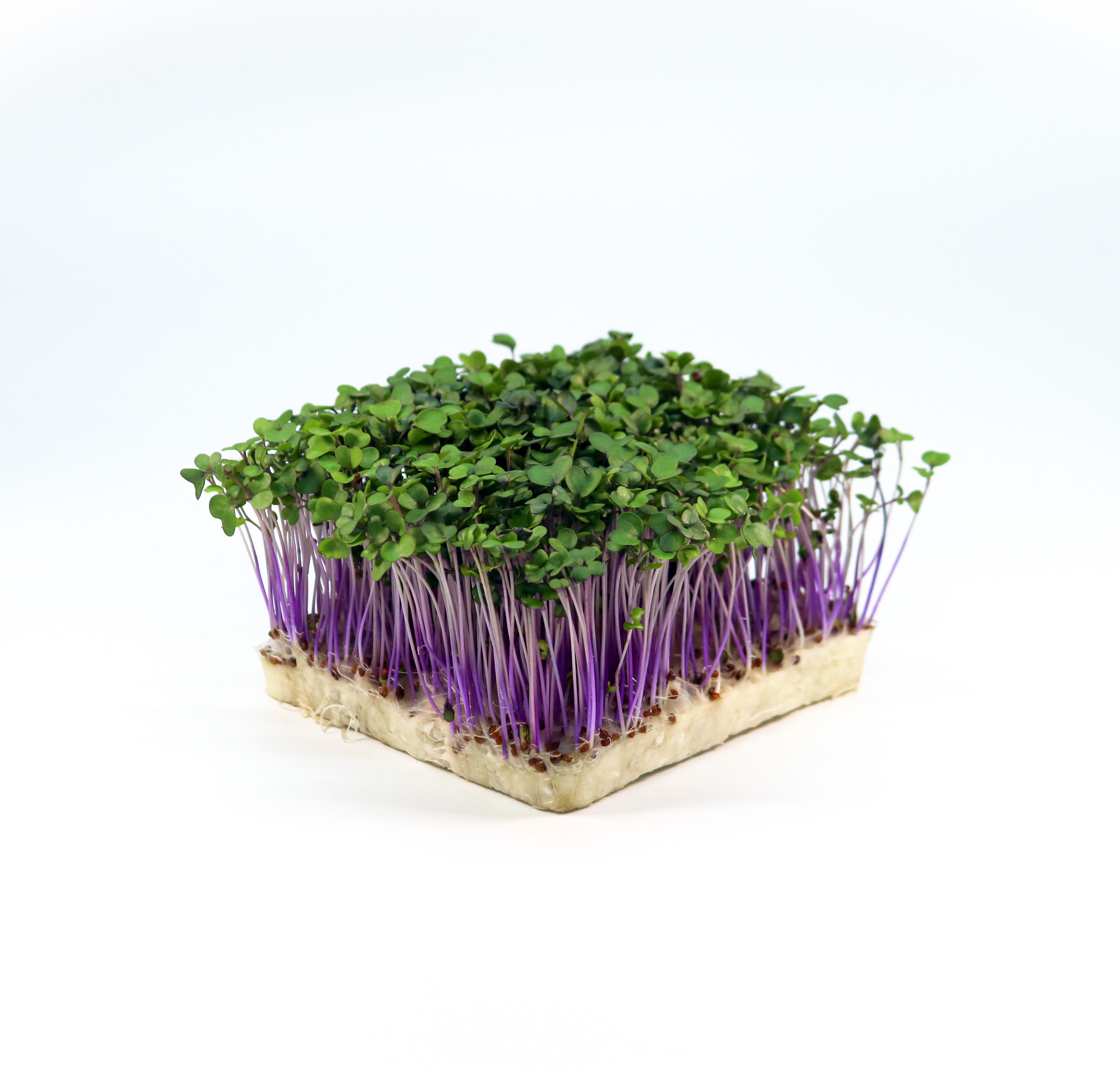 Bio-Kohlrabi-Microgreens mit violetten Stielen und grünen Blättern, mild-süßlich, für Crudités und Veggie Bowls