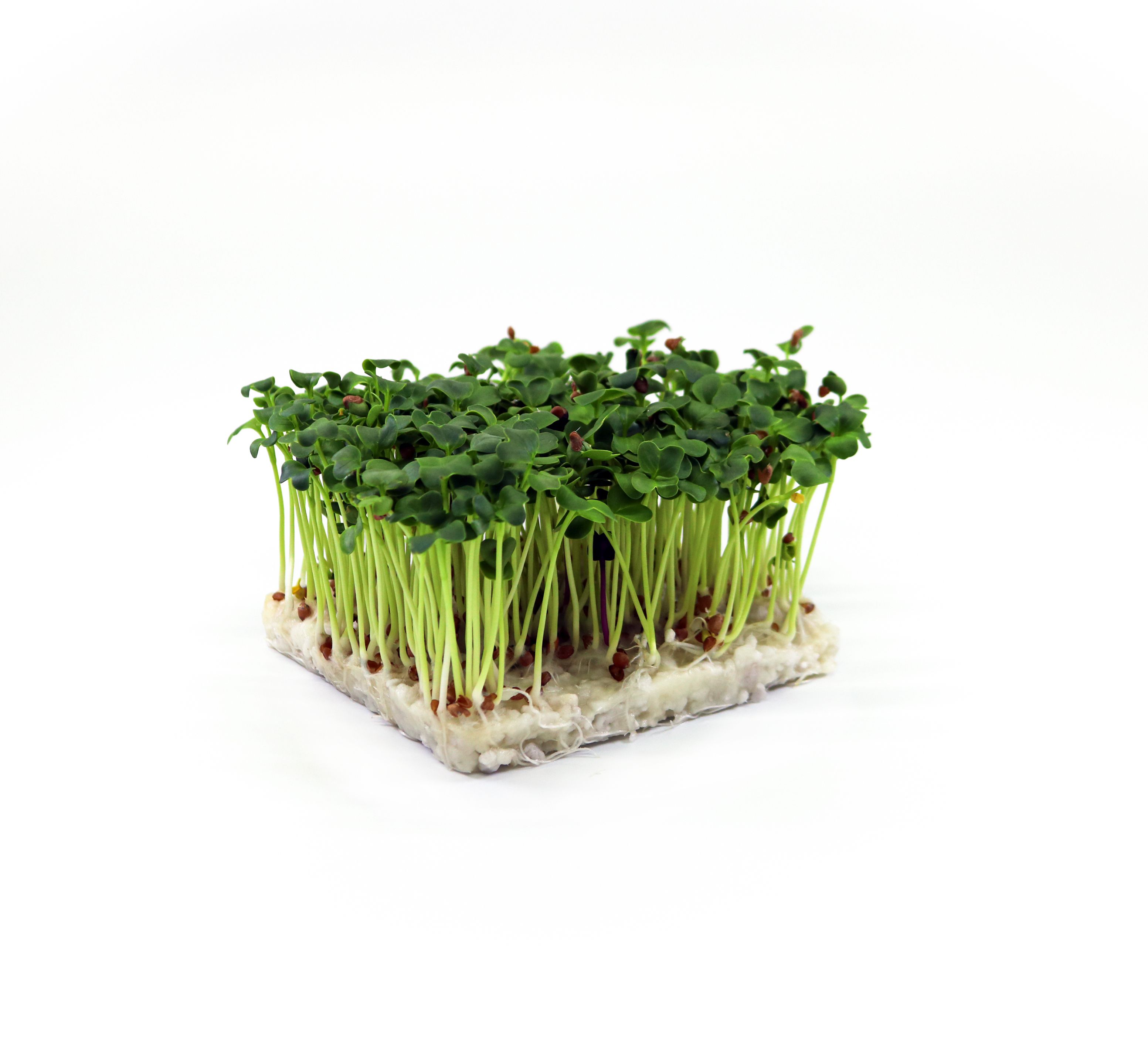 Bio-Daikon-Radieschen-Microgreens mit feinen grünen Blättern, mild-würzig, für Sushi, Poke Bowls und Fusion-Küche