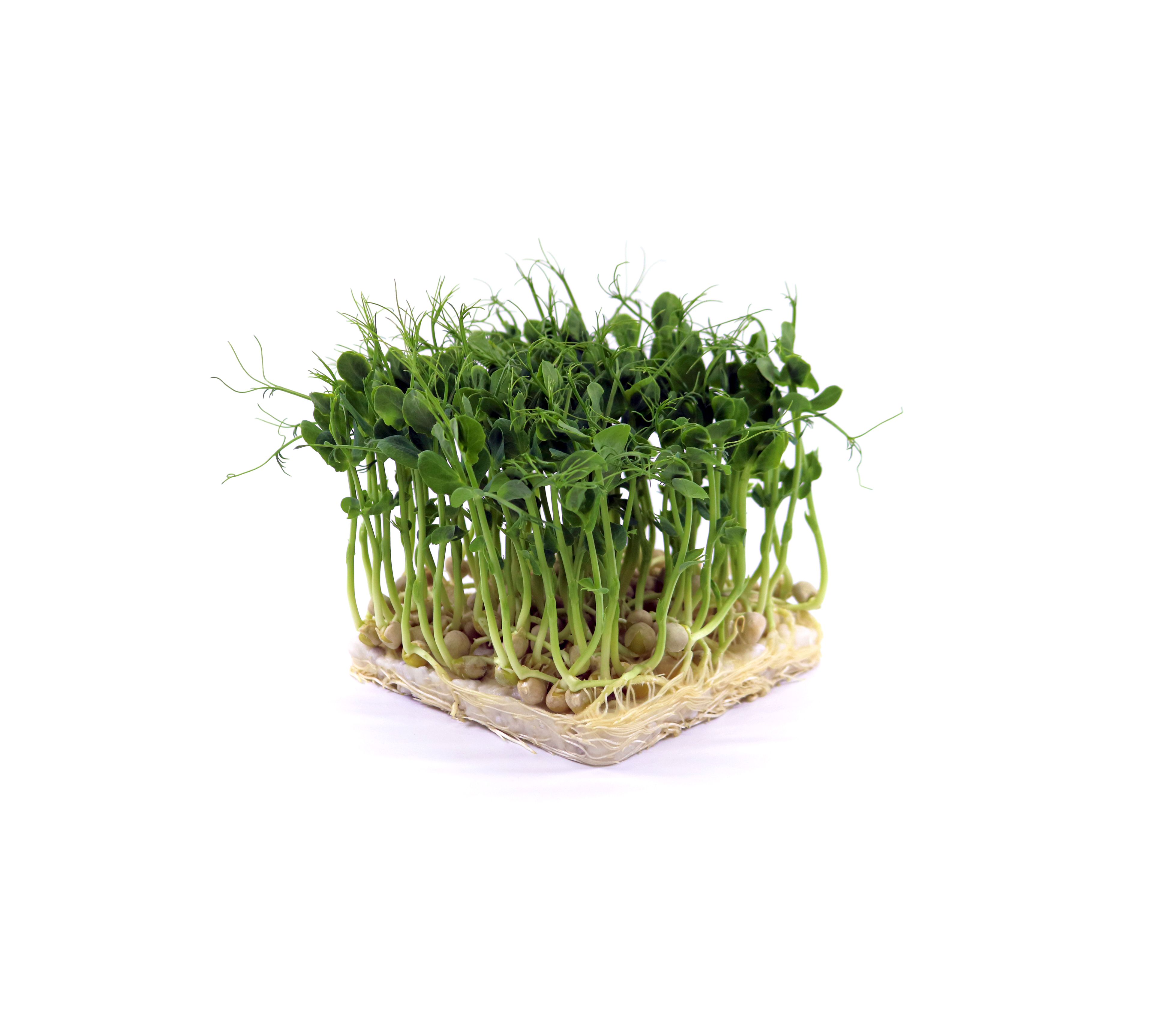 Bio-Erbse-Microgreens mit süßlich-zarten Trieben, 5,4g Protein pro 100g, ideal für Salate und Suppen