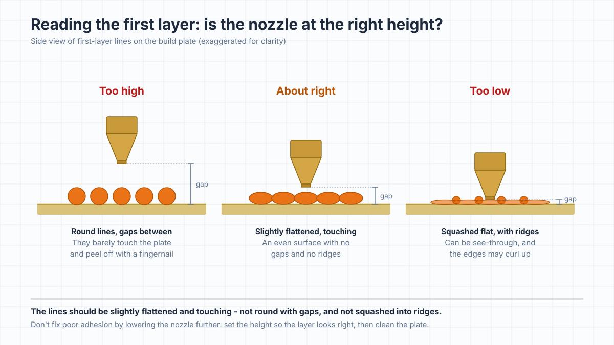 Diagram of first-layer lines seen from the side: with the nozzle too high the lines stay round with gaps, at the right height they are slightly flattened and touching, and too low they are squashed flat with ridges