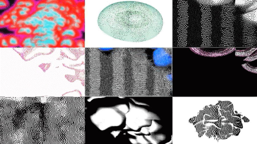 motility