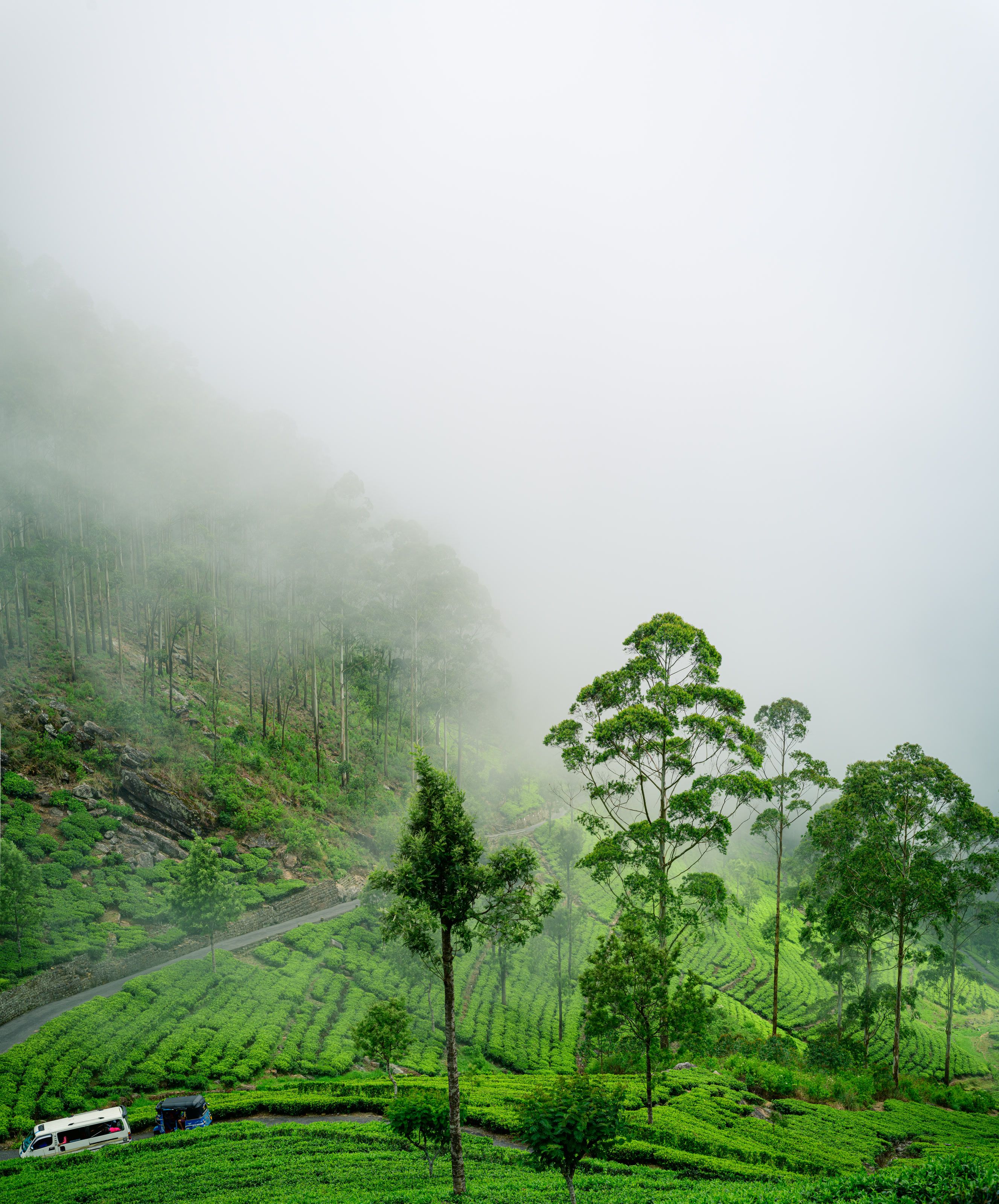 Tea terraces and a winding road below misted hills near Haputale