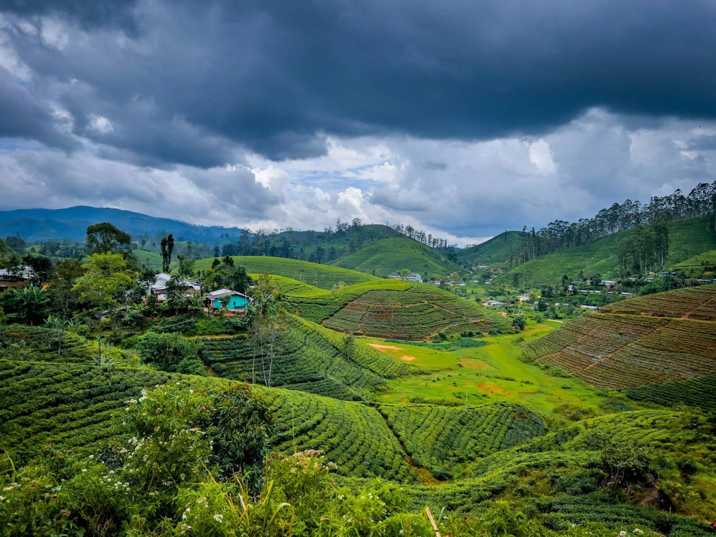Tea terraces running into cloud in the hill country