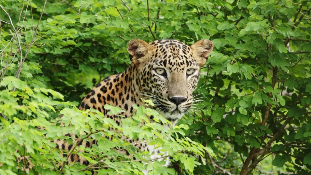 A leopard in Yala looking out through the leaves
